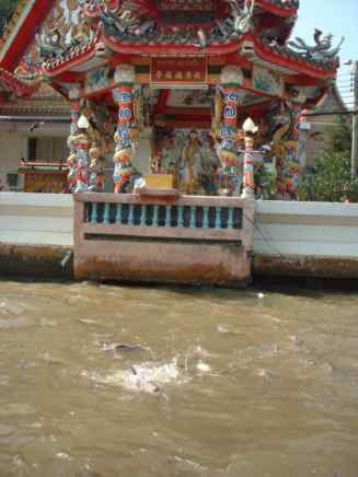 Wild fish in the river.